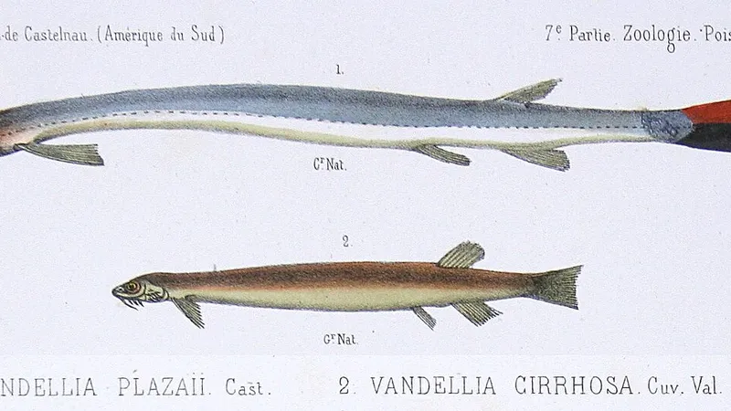 Candiru (Vandellia cirrhosa) in wild river freshwater habitat