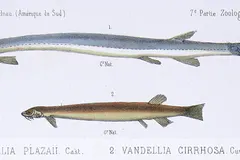 Candiru (Vandellia cirrhosa) in wild river freshwater habitat