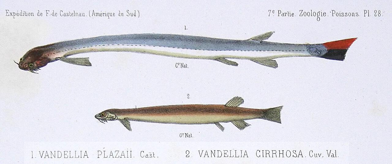 Candiru (Vandellia cirrhosa) in wild river freshwater habitat