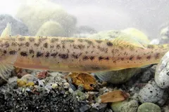 Candiru (Vandellia cirrhosa) in wild river freshwater habitat