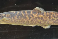 Candiru (Vandellia cirrhosa) swimming in wild freshwater river habitat