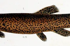Candiru and Trichomycterid catfish swimming near sandy riverbed