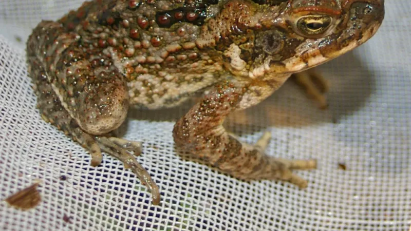 Young cane toad with red-flecked warty skin crouched on white mesh netting
