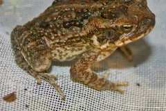 Cane Toad