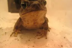 Cane toad facing the camera head-on, bulging eyes above a broad flat mouth