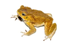 Yellow-brown cane toad in side view against a plain white background