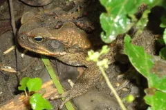 Cane toad crouched in wet leaf litter among green seedlings at night, the parotoid gland swollen behind its eye