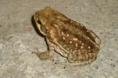 Cane toad sitting on pale concrete, the large parotoid gland bulging behind its eye