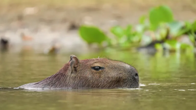 Capybara in natural habitat