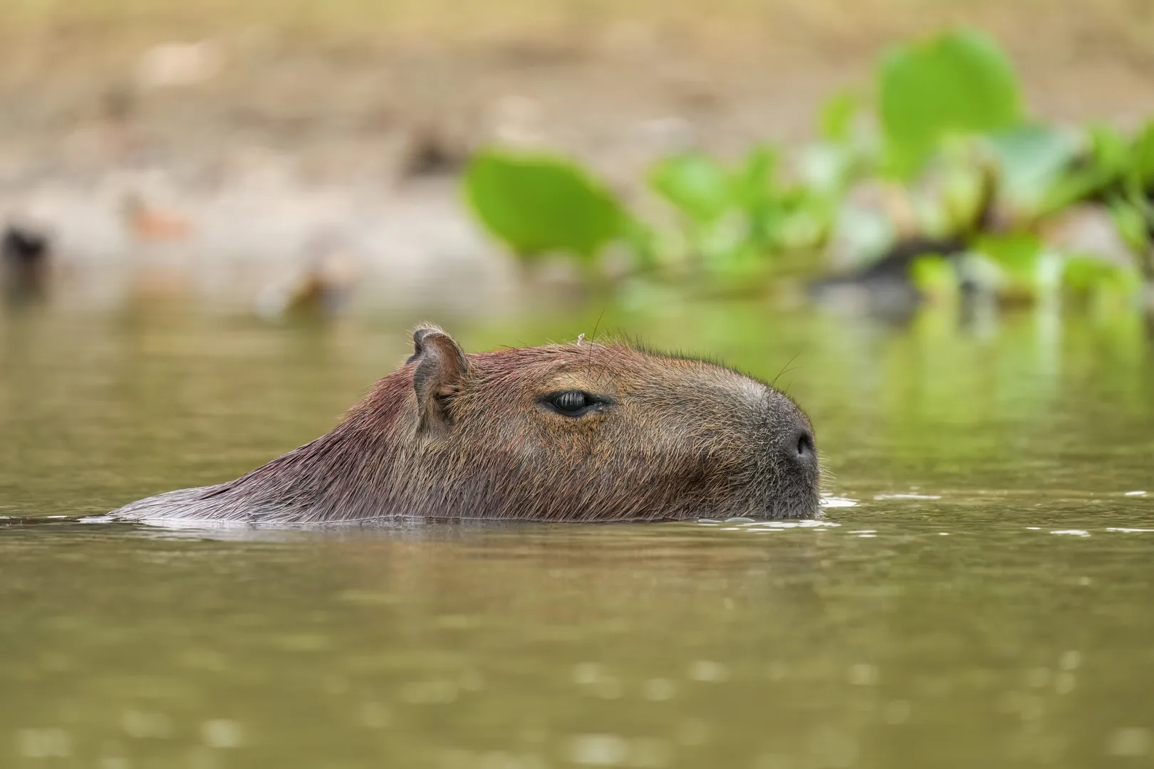 Capybara in natural habitat