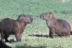 Two wet capybaras facing each other on short grass