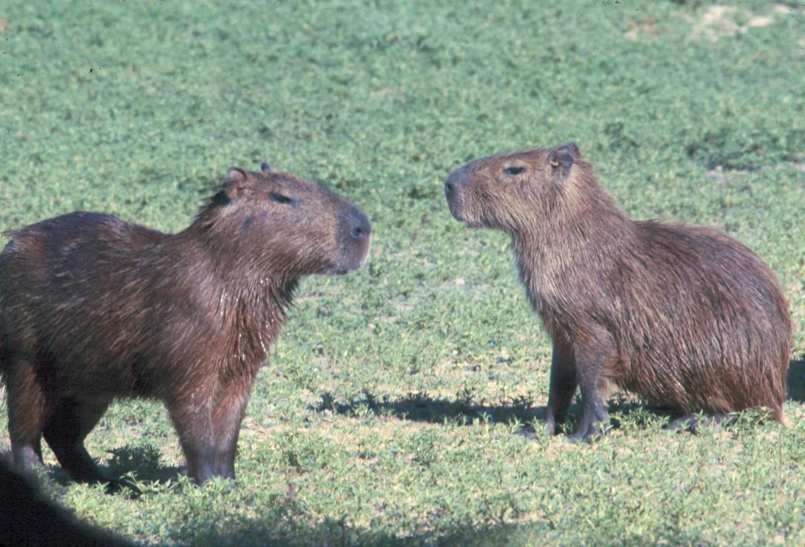 Capybara in natural habitat