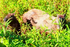 Two capybaras resting in tall green grass, one looking at the camera