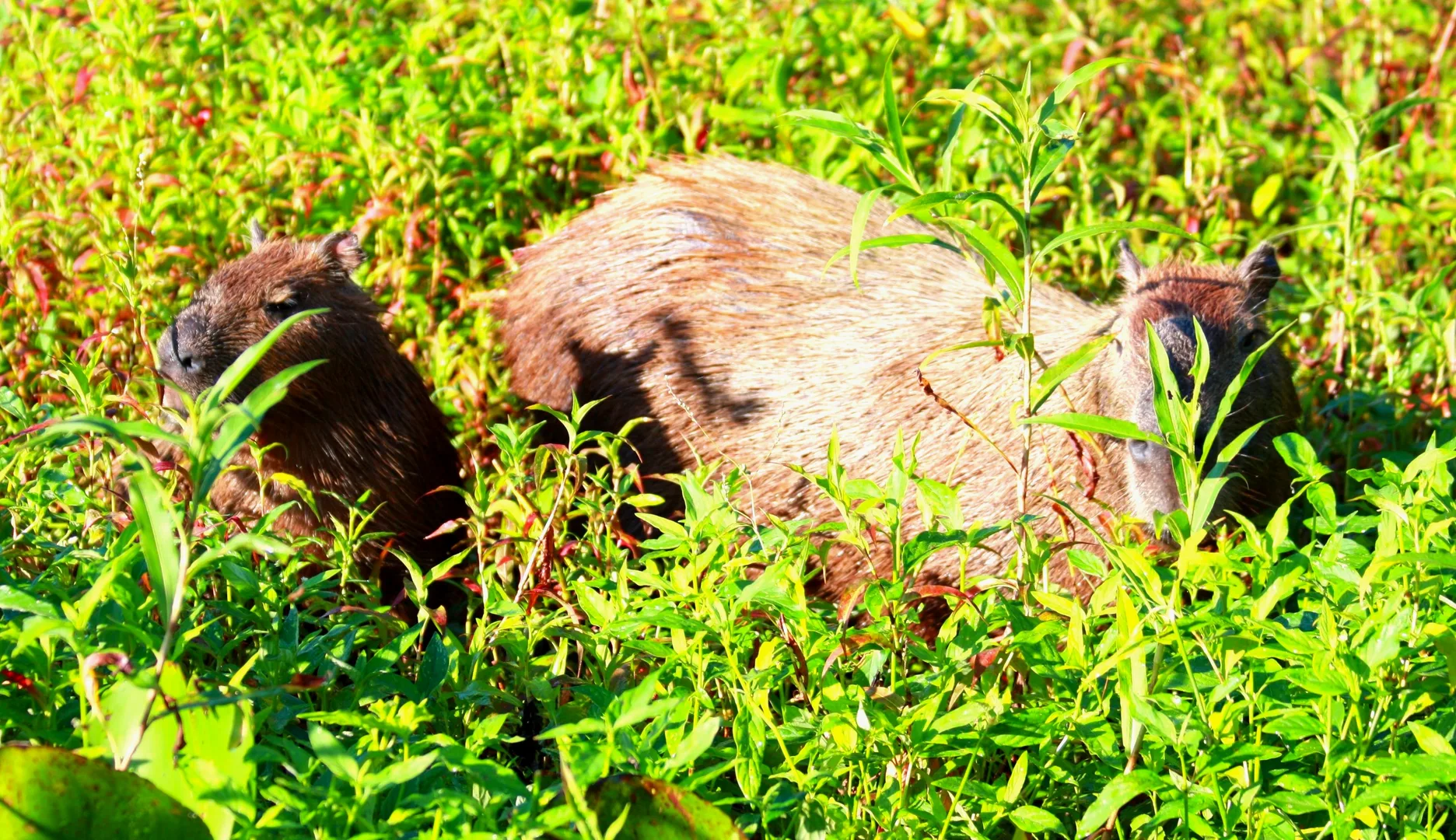 Capybara in natural habitat