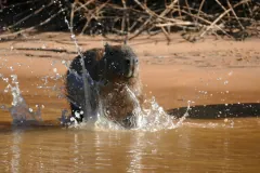 Capybara plunging into a river beside a sandy bank, water spraying around it