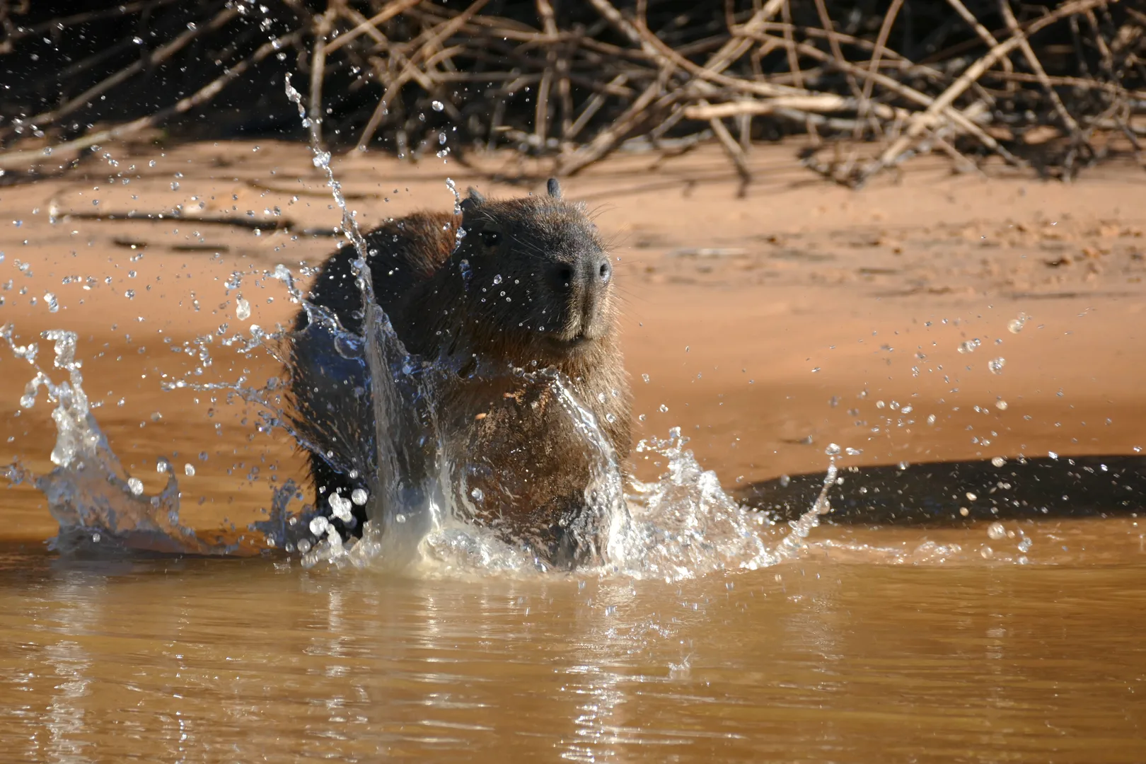Capybara in natural habitat