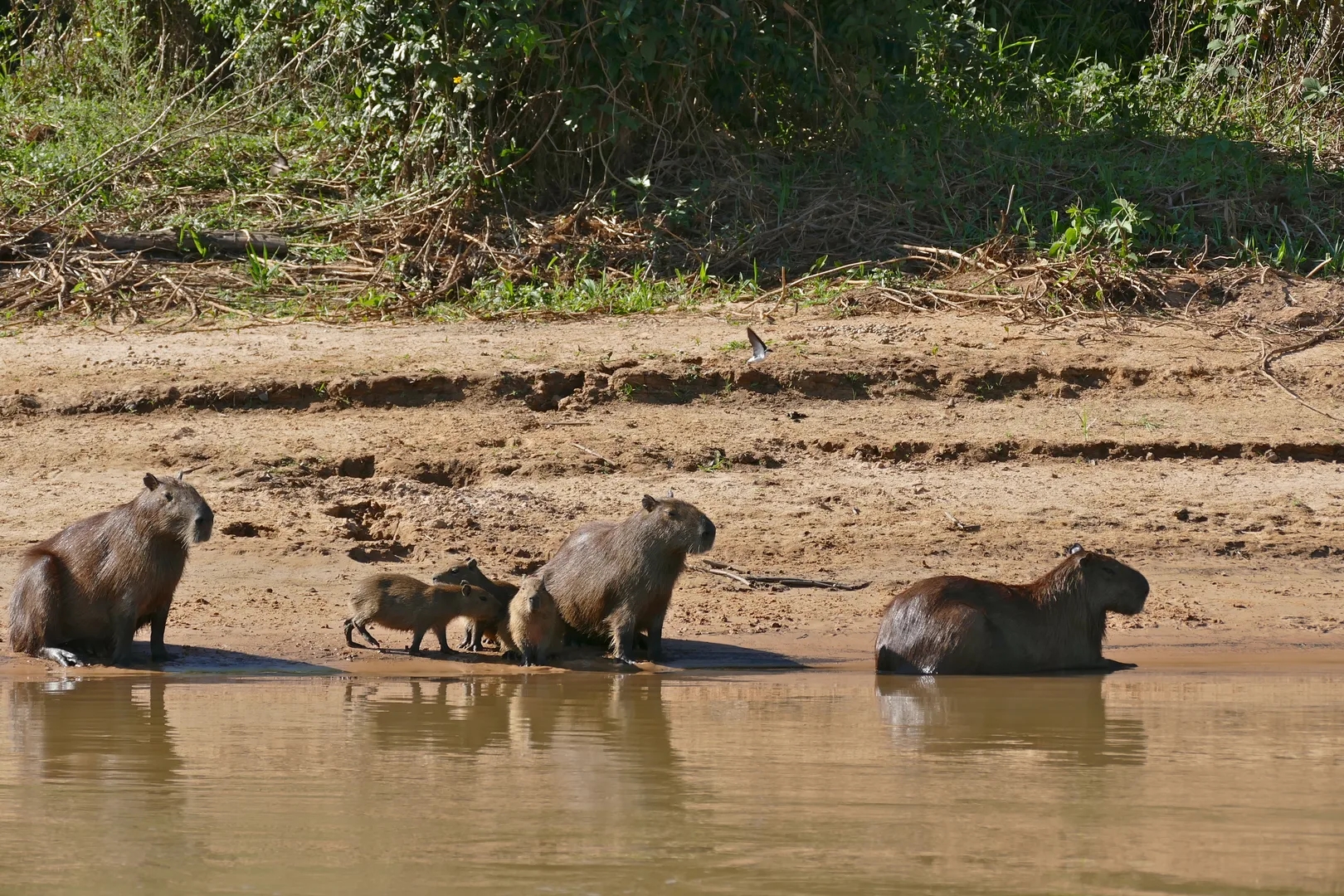 Capybara in natural habitat