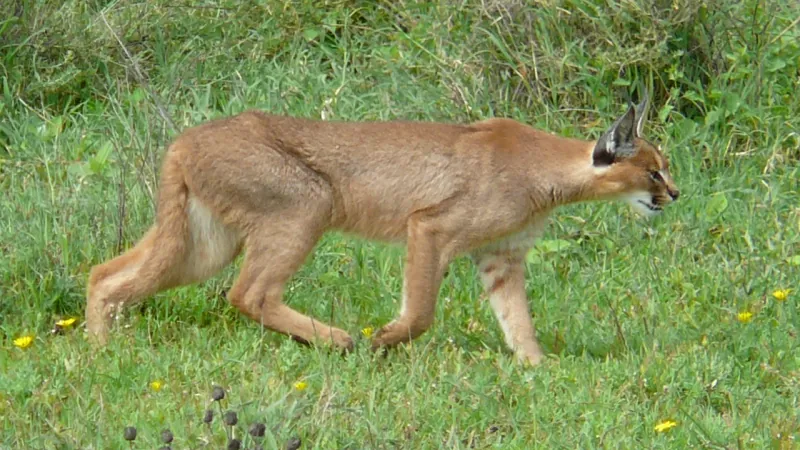 Caracal prowling through golden savanna grassland