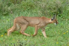 Caracal prowling through golden savanna grassland