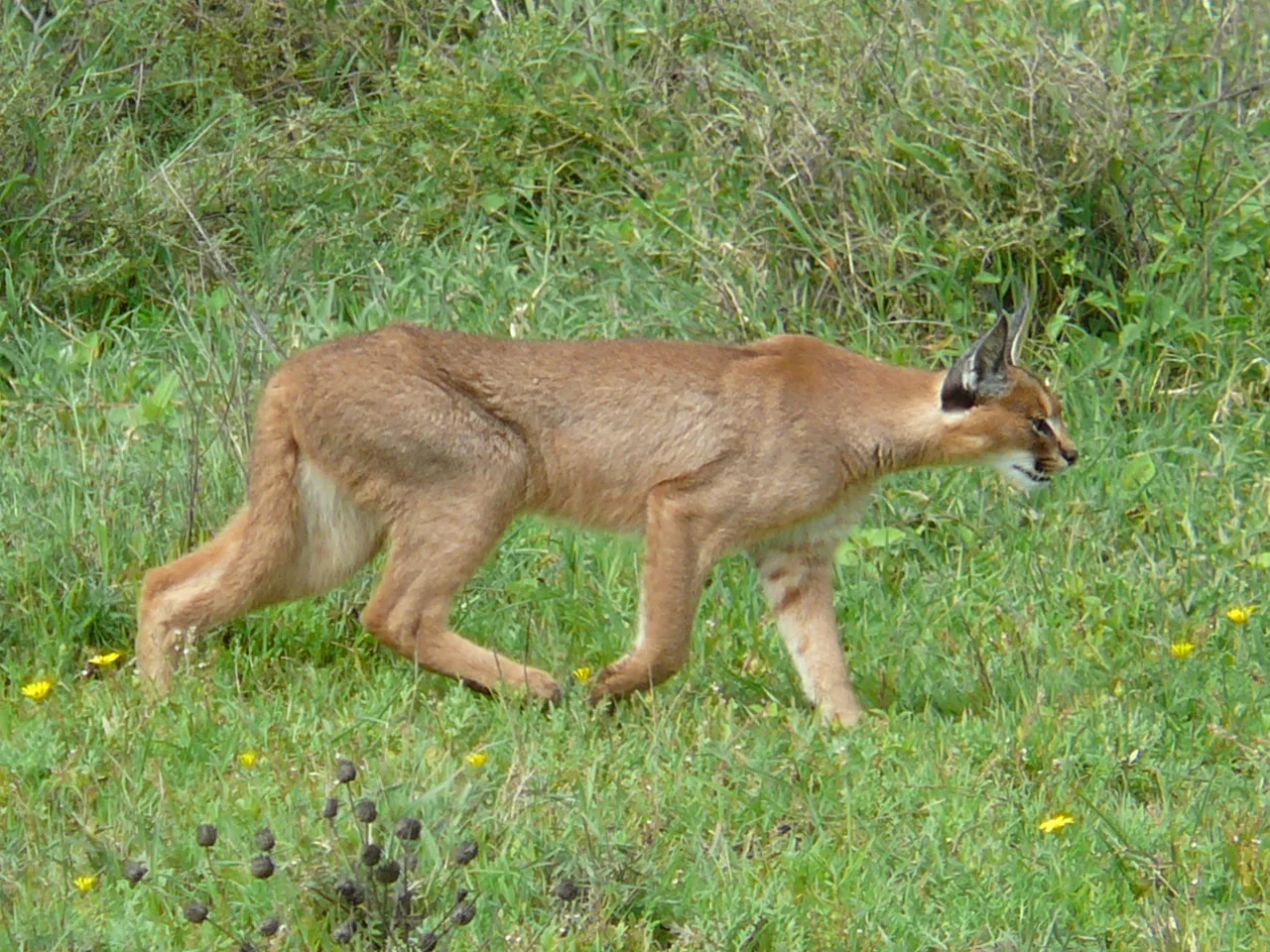Caracal prowling through golden savanna grassland