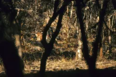 Caracal seated showing distinctive black tufted ears