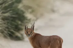 Wild Caracal walking alertly along sandy road in Kgalagadi