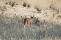Caracal head profile highlighting facial markings and amber eyes