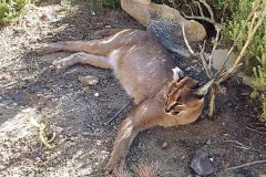 Caracal resting in semi-arid rocky scrubland