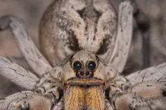 Female Carolina wolf spider facing forward, its row of dark eyes above the jaws