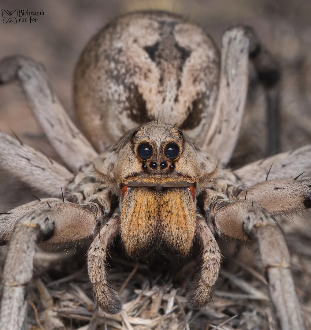 Carolina Wolf Spider