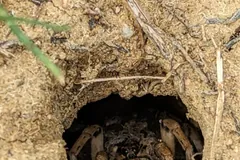 Female Carolina wolf spider at the mouth of its burrow, carrying spiderlings