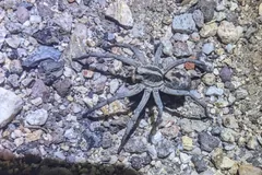 Female Carolina wolf spider camouflaged among grey gravel
