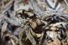 Female Carolina wolf spider among dry leaves, striped legs spread