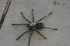 Female Carolina wolf spider seen from above on pale concrete