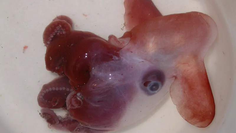 Casper Octopus (Incirrata sp.) photographed in wild deep-sea bathypelagic zone