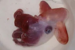 Casper Octopus (Incirrata sp.) photographed in wild deep-sea bathypelagic zone