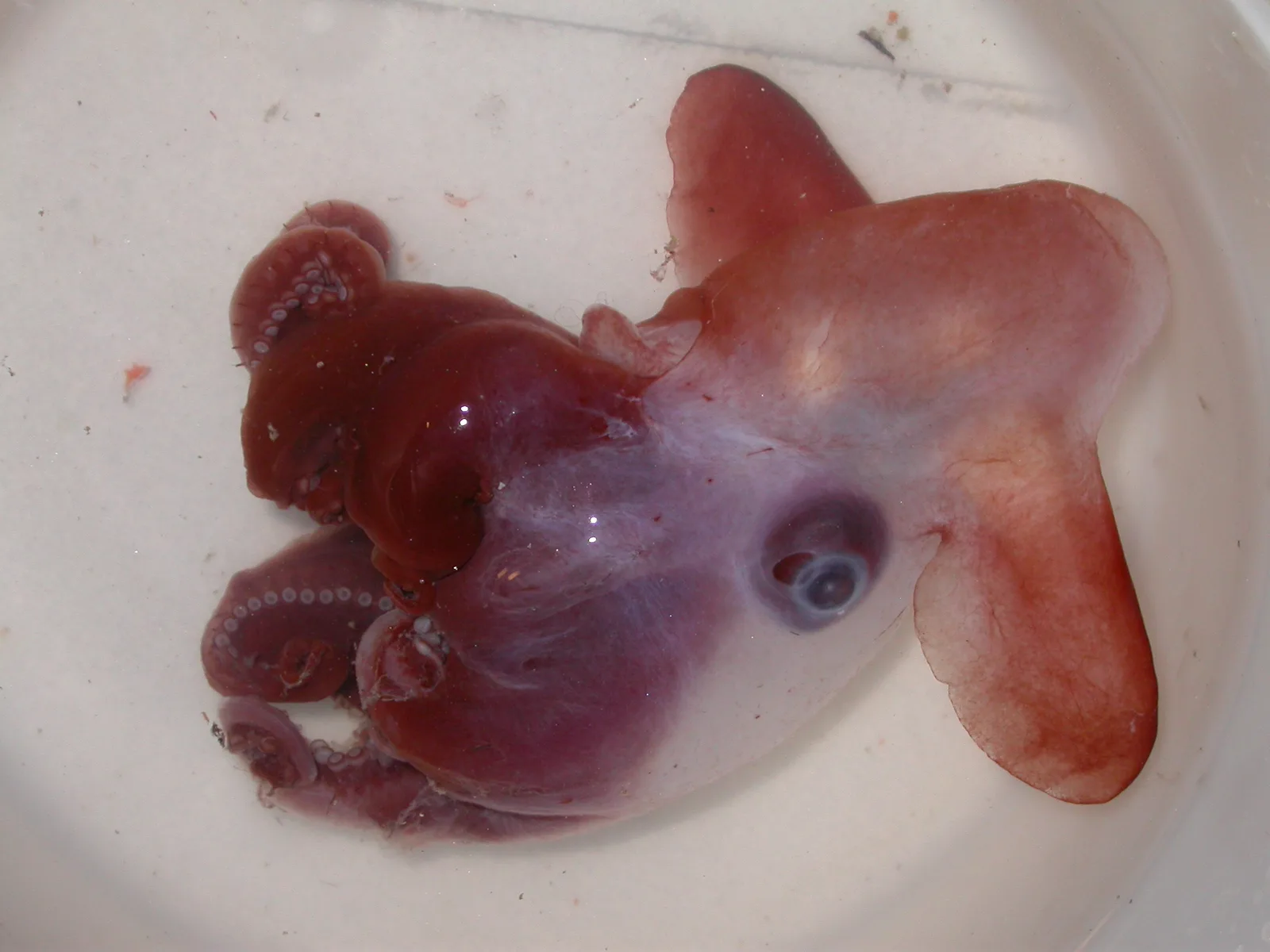 Casper Octopus (Incirrata sp.) photographed in wild deep-sea bathypelagic zone
