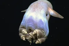 Casper Octopus (Incirrata sp.) photographed in wild deep-sea bathypelagic zone