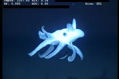 Casper Octopus (Incirrata sp.) photographed in wild deep-sea bathypelagic zone