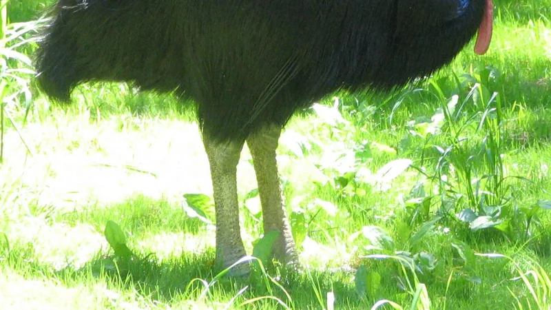 Southern Cassowary in natural habitat