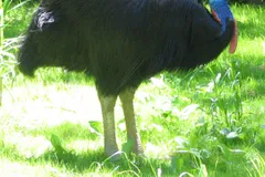 Southern Cassowary in natural habitat