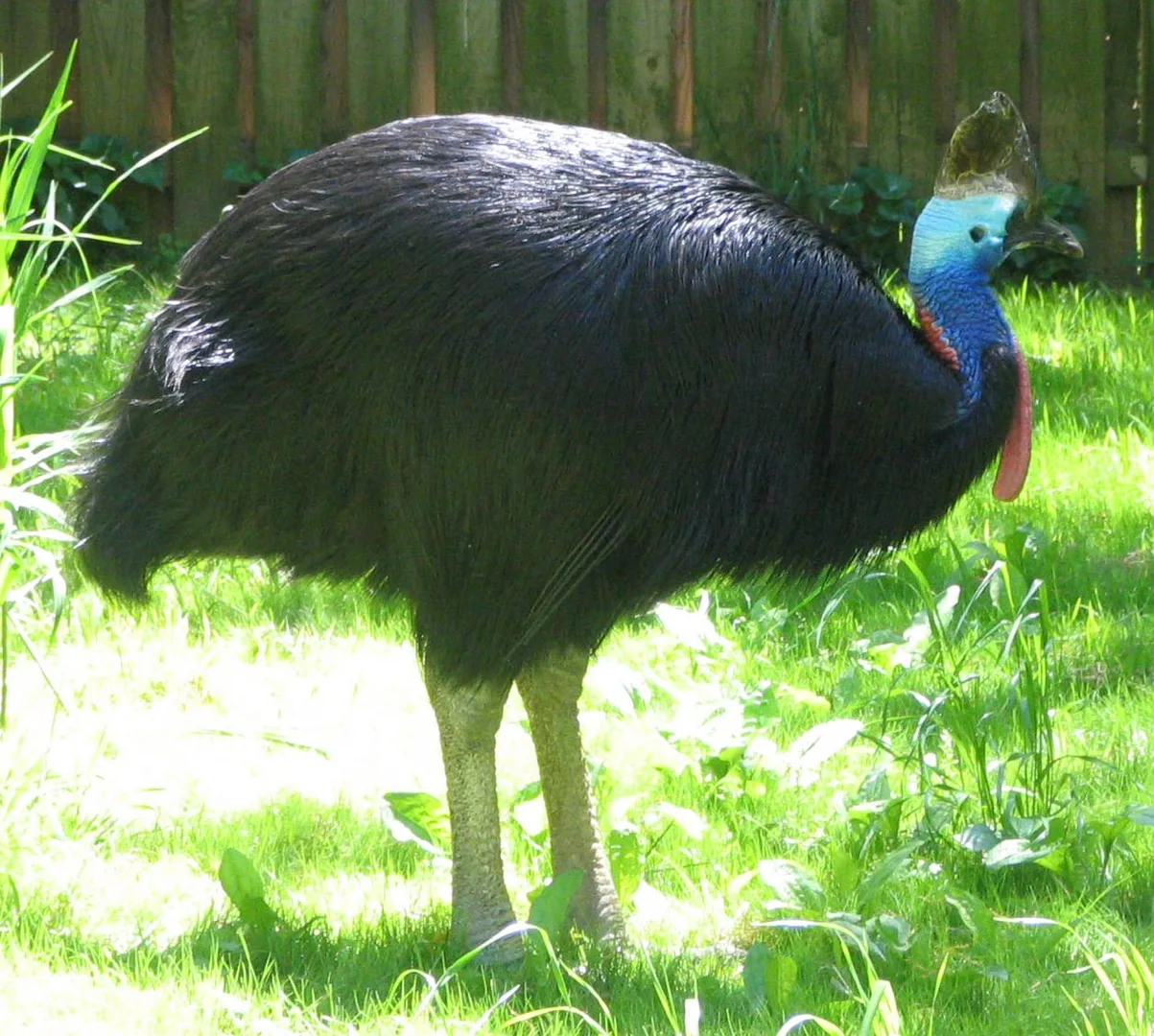 Southern Cassowary in natural habitat