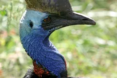 Southern Cassowary in natural habitat