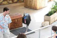 Southern Cassowary in natural habitat