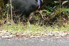 Southern Cassowary in natural habitat