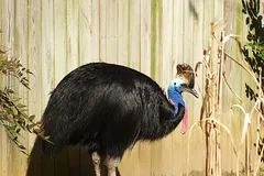 Southern Cassowary in natural habitat
