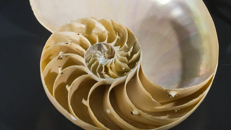 Chambered Nautilus in natural habitat