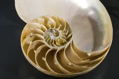 Chambered Nautilus in natural habitat