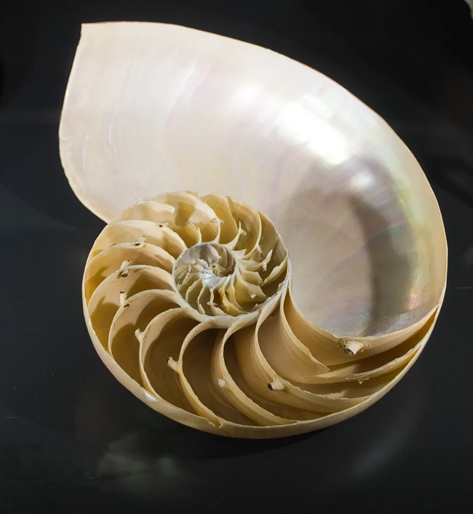 Chambered Nautilus in natural habitat