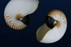 Chambered Nautilus in natural habitat